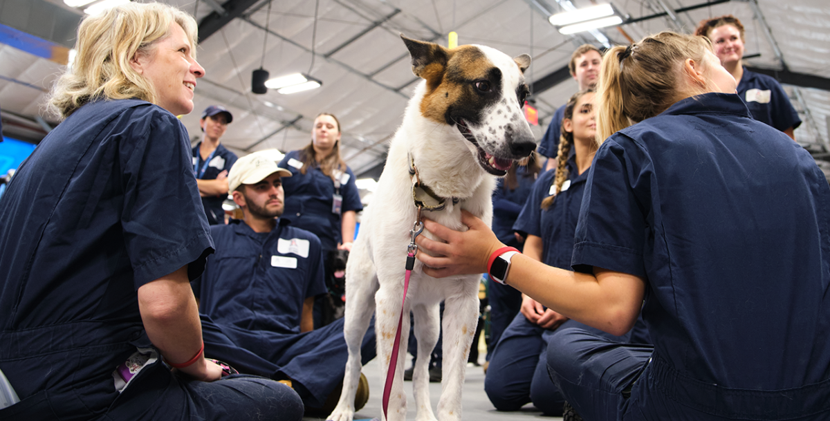 UA’s fledgling vet school gains national prominence