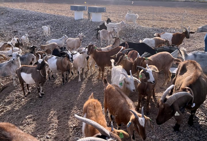 Tucson Water turns to herds for sustainable landscape management